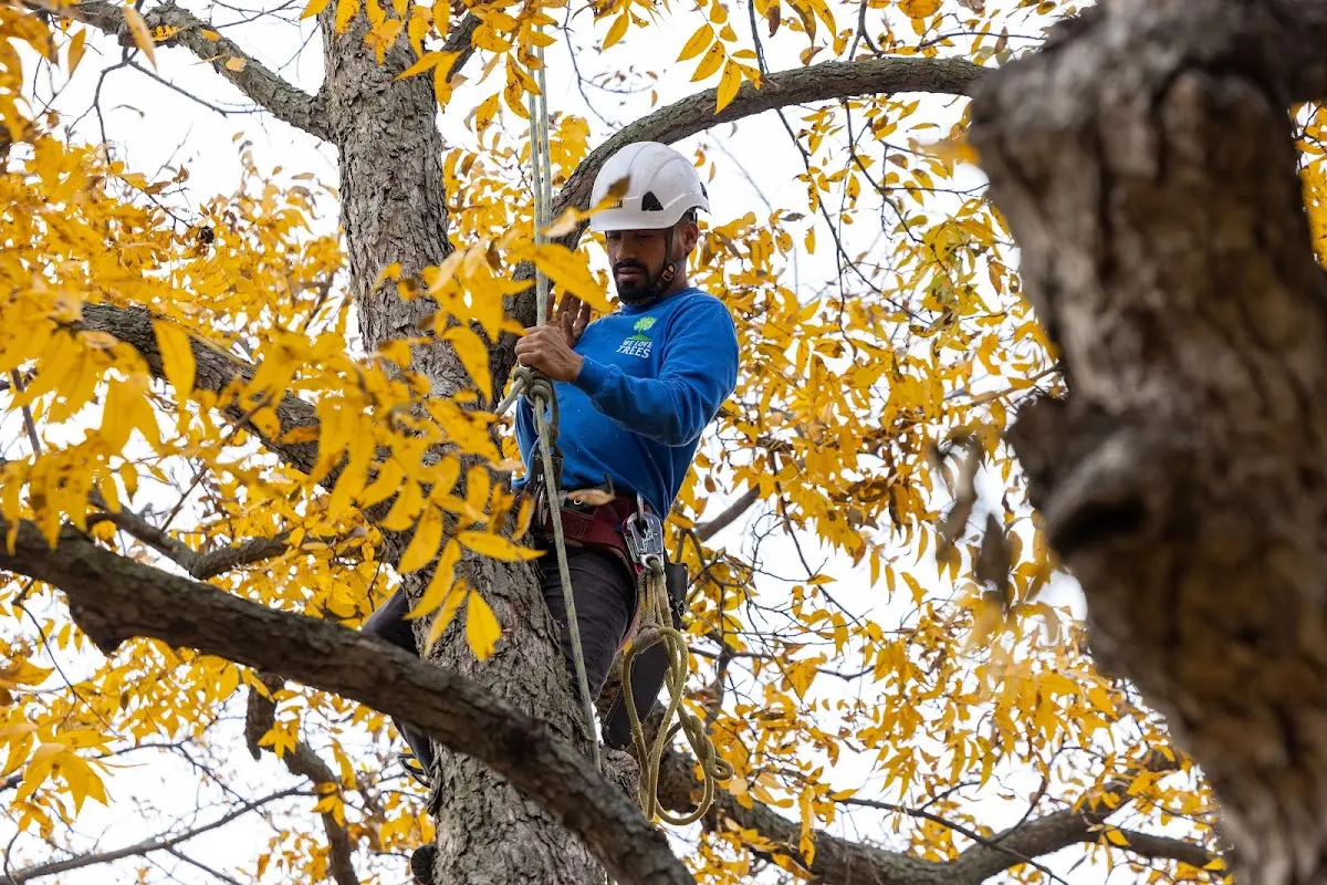Skilled Storm Damage Cleanup crew working in Osage